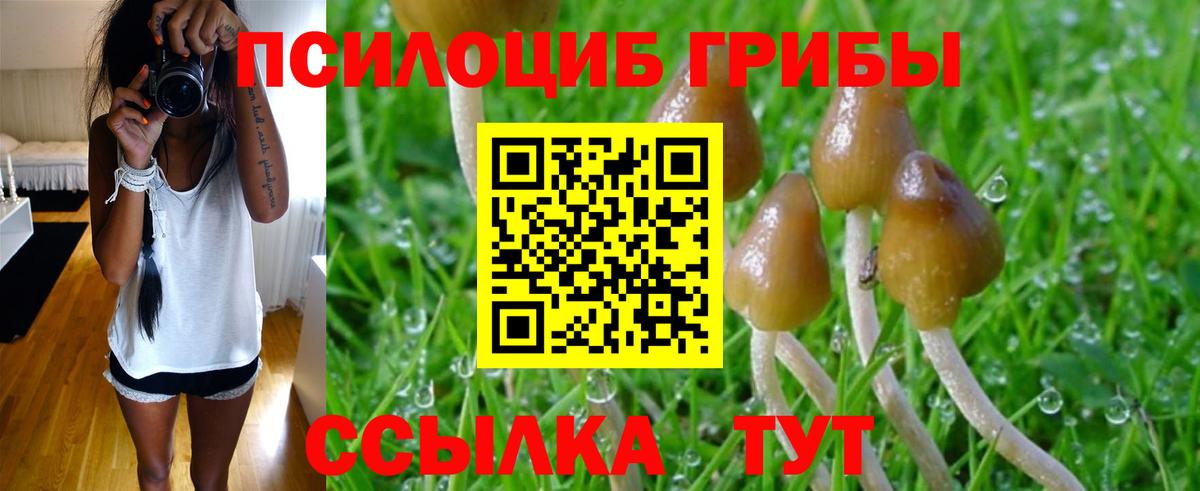 Псилоцибиновые грибы Psilocybe Качканар